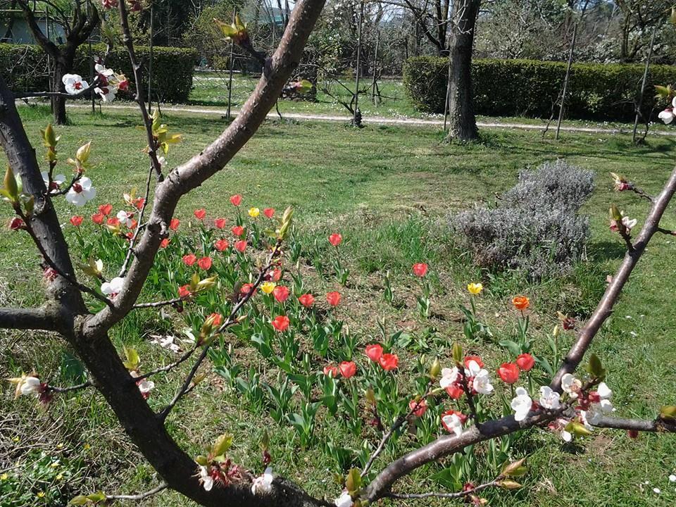 La Patirana Guesthouse Zandobbio Esterno foto